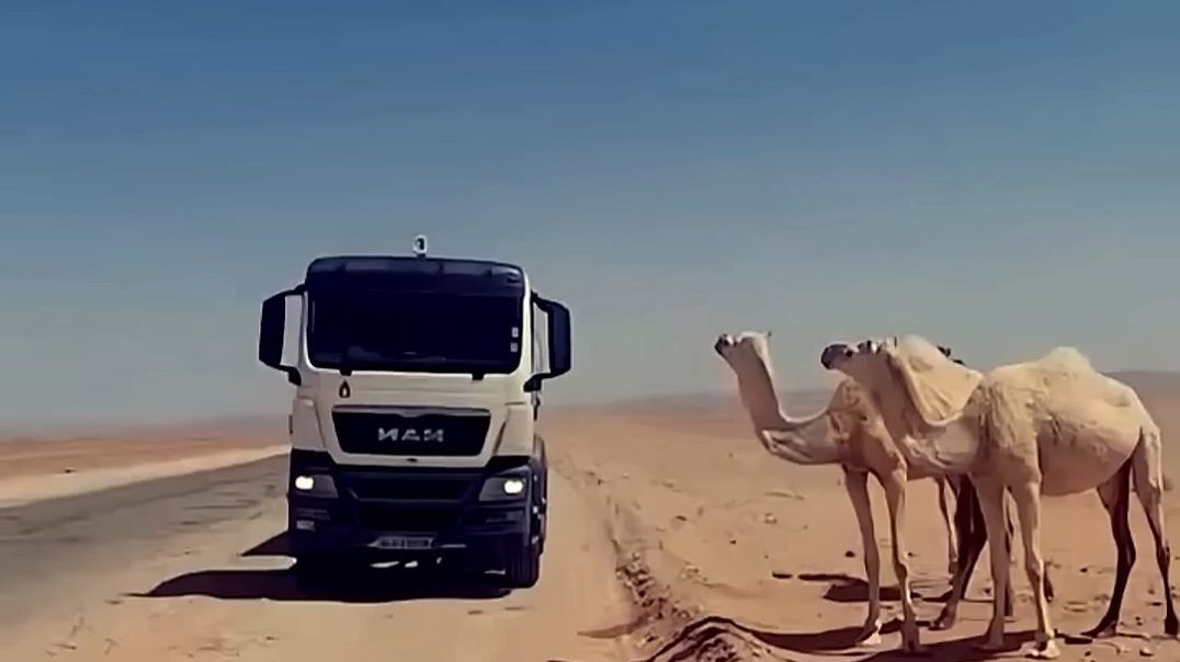 He Gave His Water to Save Wild Camels 💧🐫